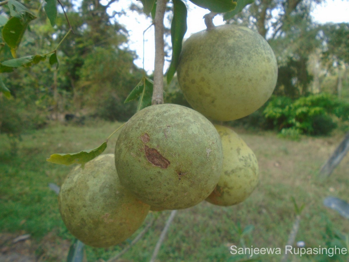 Aegle marmelos (L.) Corrêa